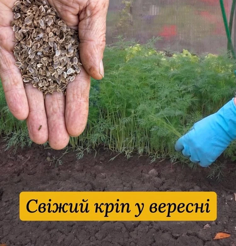 Посіяла кріп у вересні за цим методом — через три тижні вже зрізала зелень